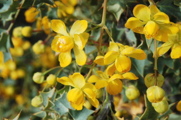 Image of <i>Mahonia fremontii</i>