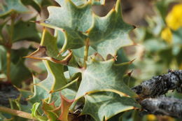 Sivun <i>Mahonia fremontii</i> kuva