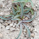 Image of Owens Valley beardtongue