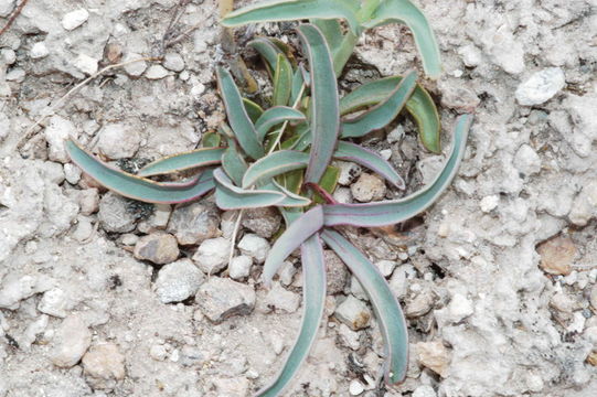 Image of Owens Valley beardtongue