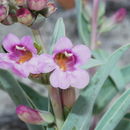 Image of Steptoe Valley beardtongue