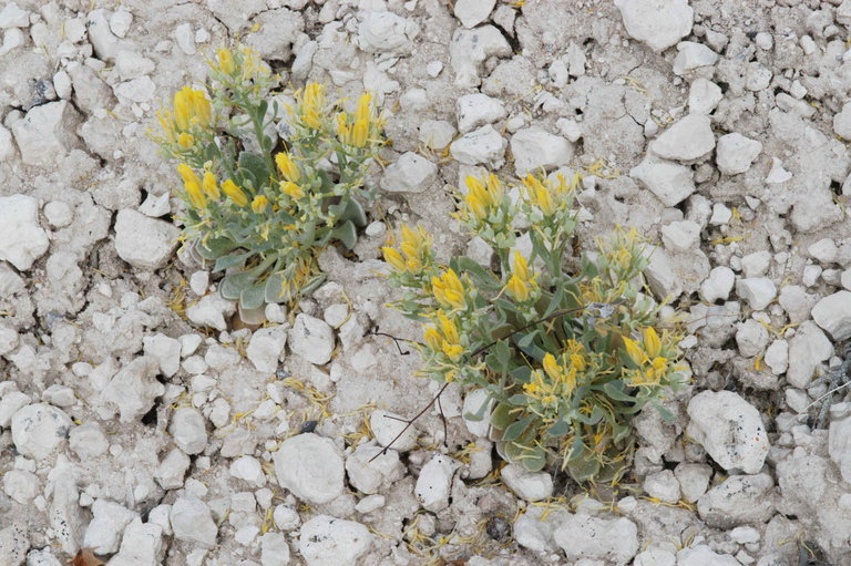 Image de Physaria chambersii Rollins