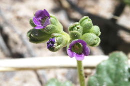 Image of Parish's Scorpion-Weed