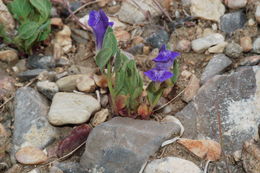 Image of White Pine skullcap