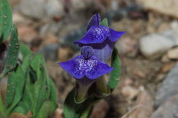 Image of White Pine skullcap