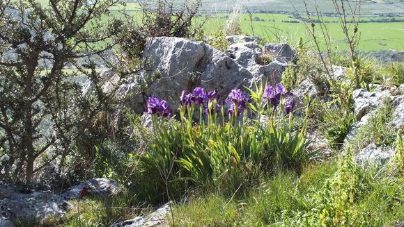 Iris bicapitata Colas.的圖片