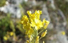 Image of Aurinia sinuata (L.) Griseb.