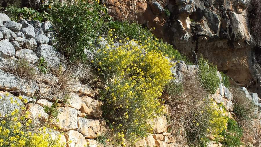 Image of Aurinia sinuata (L.) Griseb.