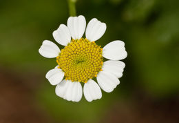 Image of feverfew