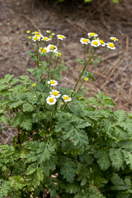 Image of feverfew