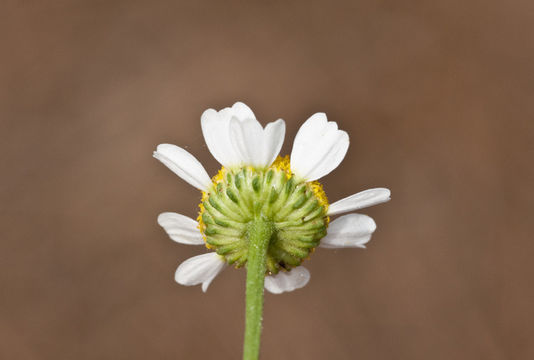 Image of feverfew