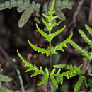 Image of silverback fern