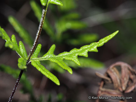 Image of silverback fern