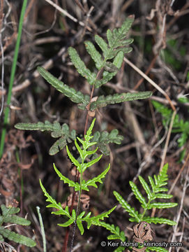 Image of silverback fern