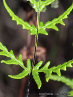 Image of silverback fern