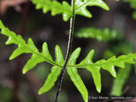 Image of silverback fern