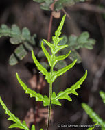 Image of silverback fern