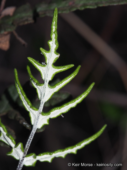 Image of silverback fern