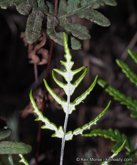 Image of silverback fern