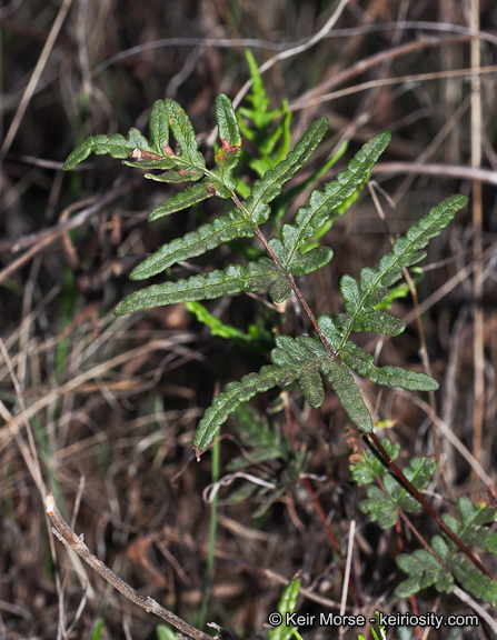 Image of silverback fern