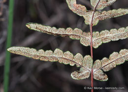Image of silverback fern