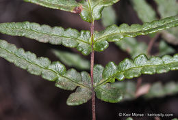 Image of silverback fern