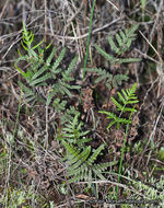 Image of silverback fern