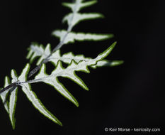 Image of silverback fern