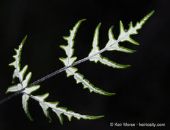 Image of silverback fern