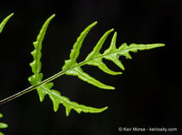 Image of silverback fern