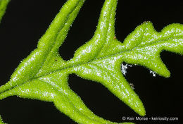 Image of silverback fern