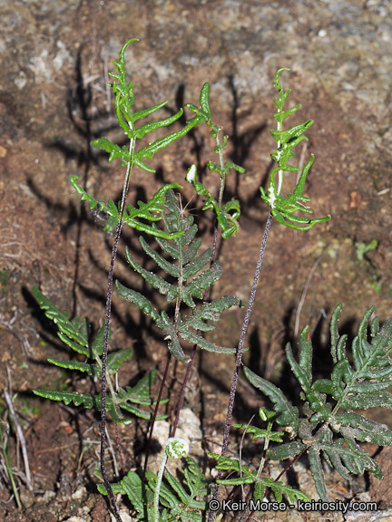 Image of silverback fern