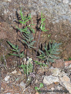 Image of silverback fern