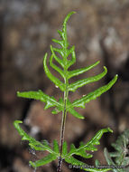 Image of silverback fern