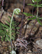 Image of silverback fern