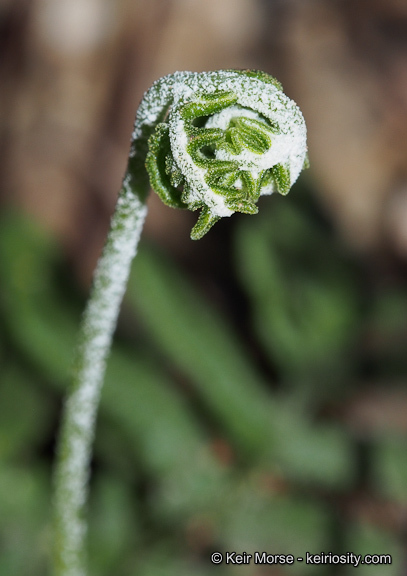 Image of silverback fern