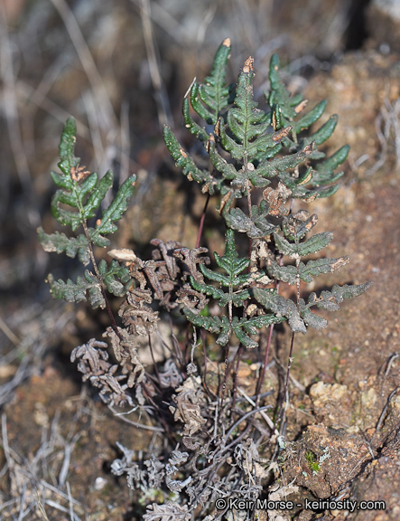 Image of silverback fern