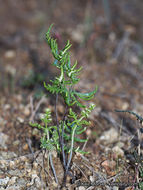 Image of silverback fern