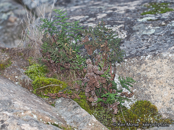 Image of silverback fern