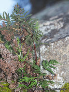 Image of silverback fern