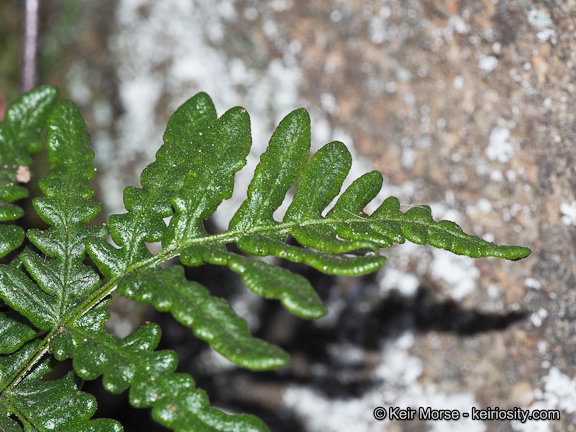 Image of silverback fern