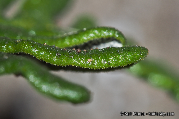 Image of silverback fern