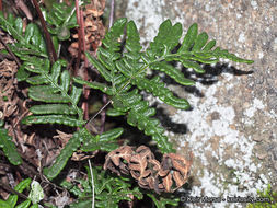 Image of silverback fern