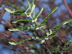 Image of silverback fern