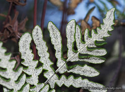 Image of silverback fern