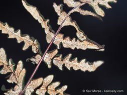 Image of silverback fern