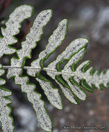 Image of silverback fern