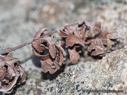 Image of silverback fern