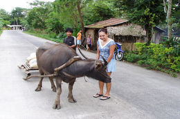 Image of Asian Water Buffalo