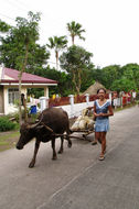 Image of Asian Water Buffalo